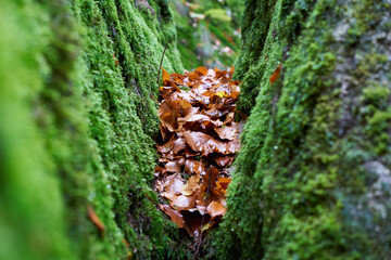 Winter leaves lie in a sloping crevice between two mossy rock walls. closeup.