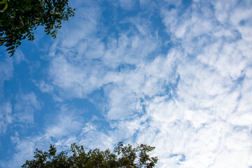 Fresh bright sky cover with white clouds, the treetops at the edge of the picture