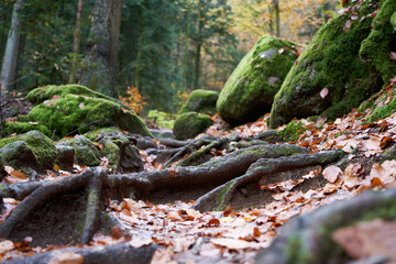 Fototapeta premium slipping, slippery, up view, roots, stones, moss, trees, path, floor, leaves, closeup, close up, forest, blackforest, black forest, winter, autumn, woodland, wet, nature, nobody, fall, germany