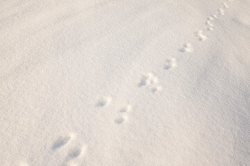 Fototapeta na wymiar traces of animals on white snow