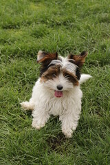 Yorkshire Biewer on a walk in the fall