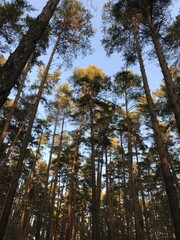Fototapeta premium trees in autumn