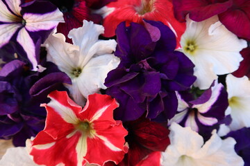 Many beautiful Petunia flowers of different colors - flower landscape, flower background