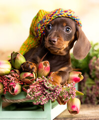 dog dachshund brovn in hat and tan color portrait sitting retro background