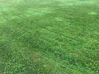 green grass background