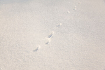Fototapeta na wymiar traces of animals on white snow