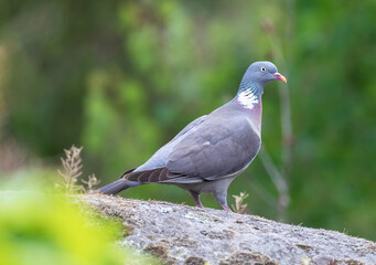 Fototapeta premium Common wood pigeon (Columba palumbus).
