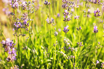 Flowers in the garden close-up. Small flowers. Background. Wallpaper