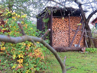 flowers in the garden