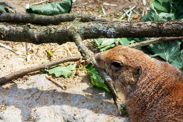 a black-tailed prairie dog gnawing a branch