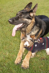 Dog friendship and acceptance