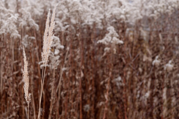 Fototapeta premium reed layer, reed seeds. Golden reed grass in the fall in the sun. Abstract natural background. Beautiful pattern with neutral colors. Minimal, stylish, trend concept.
