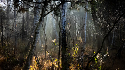 Waldlichtung in Moorlandschaft