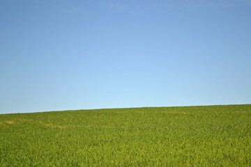 green field and blue sky