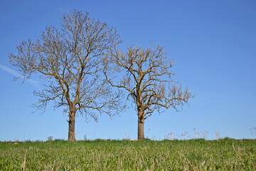 Fototapeta premium two lonely trees on a blue sky