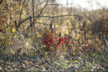 Jesienna roślinność krajobraz jesienny