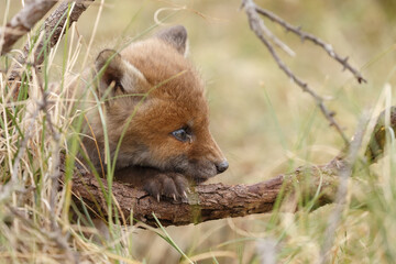Red fox cub in nature at springtime on a sunny day.
