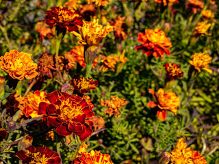 close up yellow and red flowers on garden