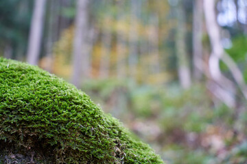 stone, moss, forest, up view, copyspace, trees, closeup, close up, blackforest, black forest, winter, autumn, woodland, wet, nature, nobody, fall, germany