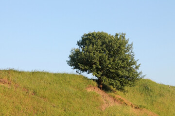 Obraz premium tree in the field