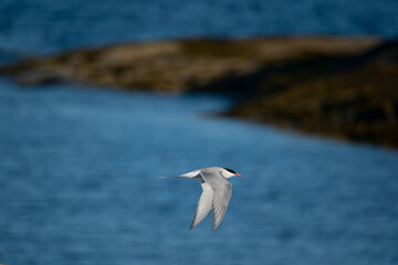 The Arctic tern (Sterna paradisaea)