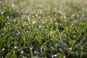 grass with dew drops