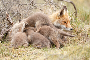 Red fox cub in nature at springtime on a sunny day.