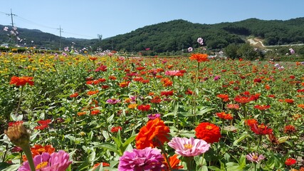 한국 여행 -  꽃이 있는 풍경