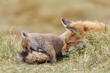 Red fox cub in nature at springtime on a sunny day.