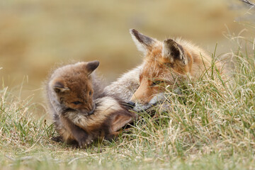 Red fox cub in nature at springtime on a sunny day.