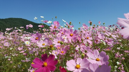 한국 여행 -  꽃이 있는 풍경