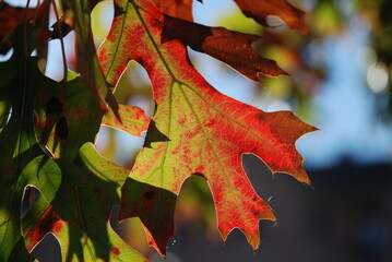 multicolored autumn leaf