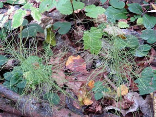 spider web in the morning dew