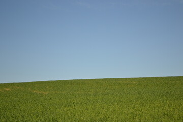 Fototapeta premium green field and blue sky