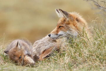 Red fox cub in nature at springtime on a sunny day.