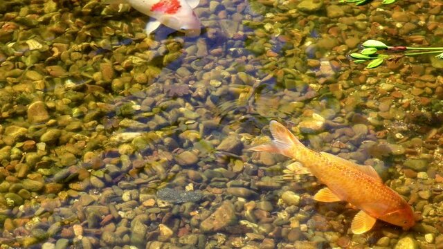 koi fishes in clear water
