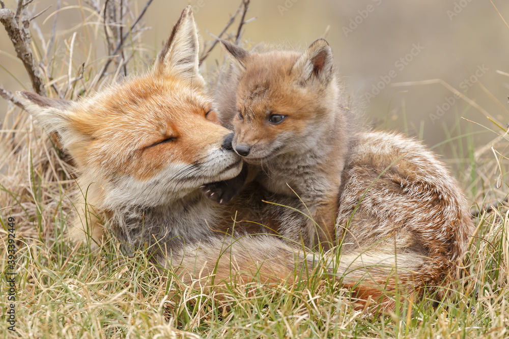 Canvas Prints red fox cub in nature at springtime on a sunny day.