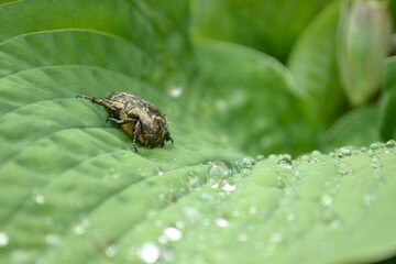 big bug on a huge leaf