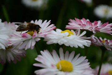 Obraz premium wasp on flower