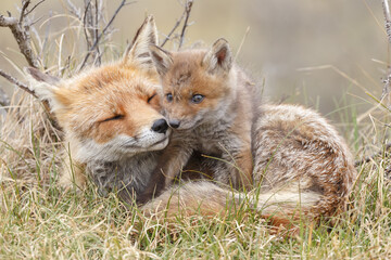 Red fox cub in nature at springtime on a sunny day.