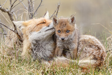 Red fox cub in nature at springtime on a sunny day.