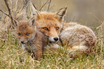 Red fox cub in nature at springtime on a sunny day.