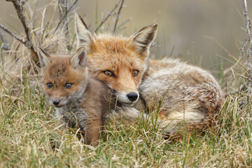 Red fox cub in nature at springtime on a sunny day.