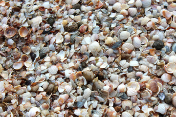 seashell close up. sea beach in a shallow shell