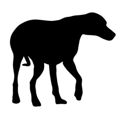 Obraz premium Doberman pinscher dog black silhouette on white background