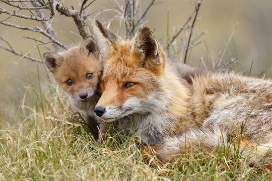 Red fox cub in nature at springtime on a sunny day.