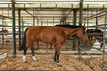 horse and foal