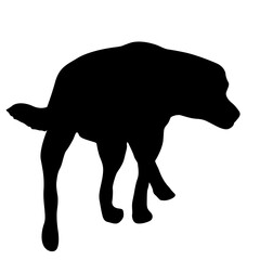 Labrador dog black silhouette on white background