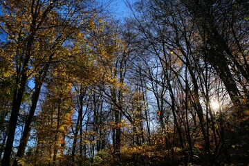 Panoramic view into german beech tree wood in autumn colors with backlight from bright evening sun, lens flare effect, Germany - Suchtelner Hohen