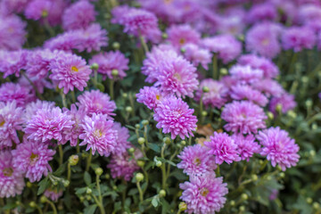 Beautiful floral background of chrysanthemums in sunny weather.